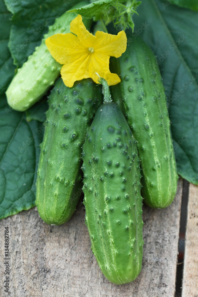 Harvest of cucumbers Harvest of cucumbers
