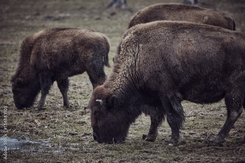 wild bison grazing grass wild bison grazing grass