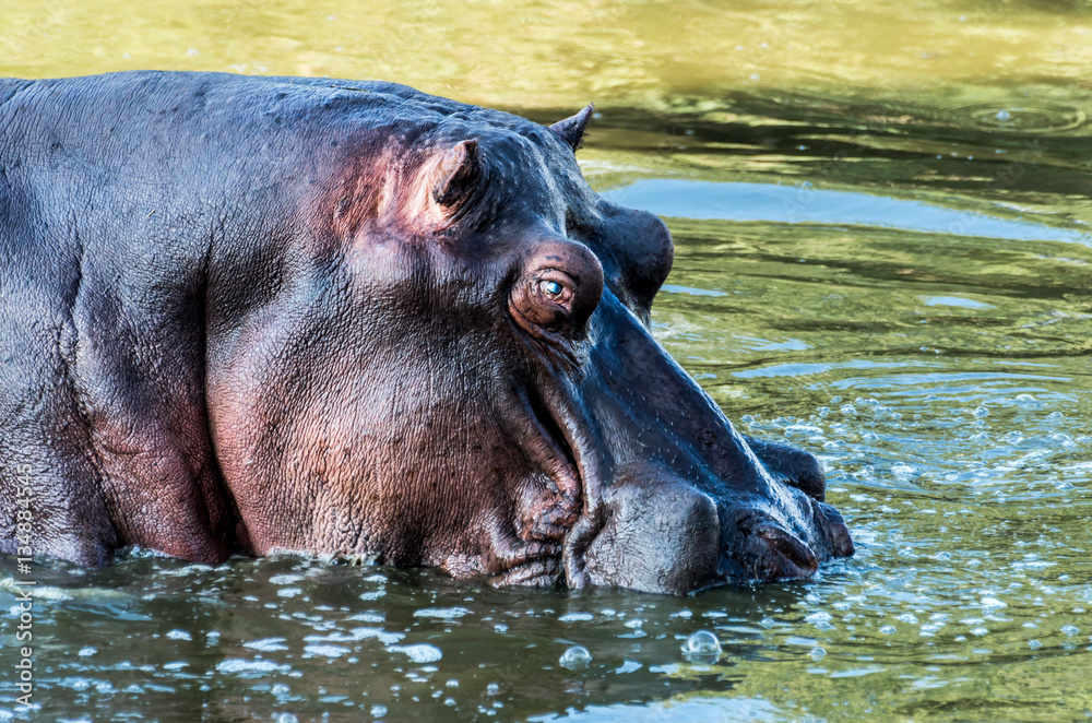 Hippo Bubbling Hippo Bubbling