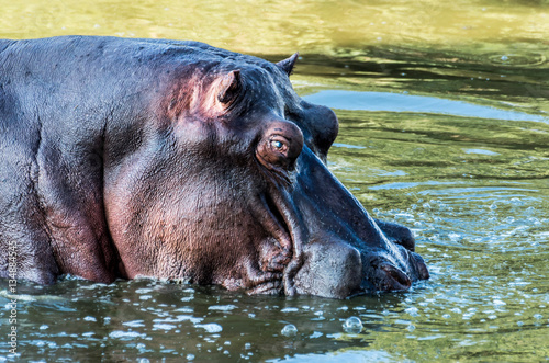 Hippo Bubbling