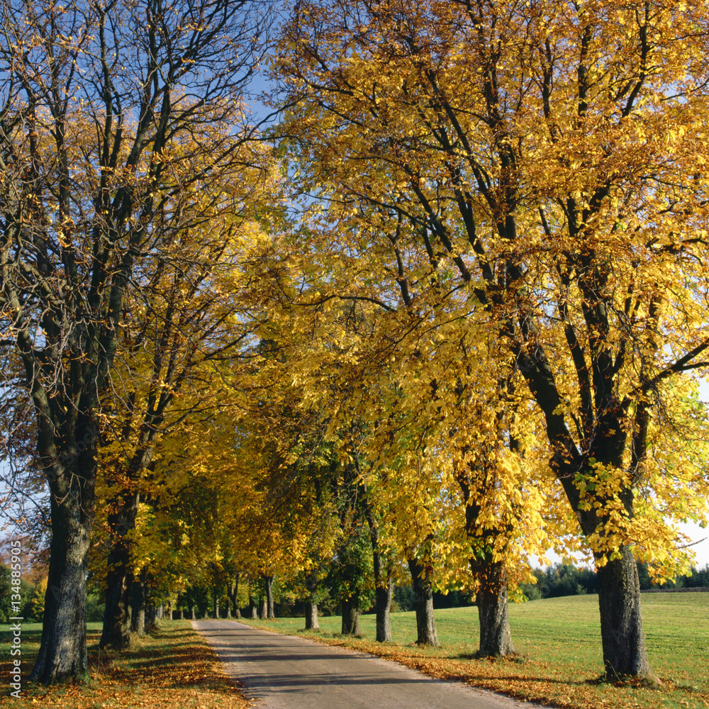 Allee im Herbst, Bäume mit farbigem Herbstlaub