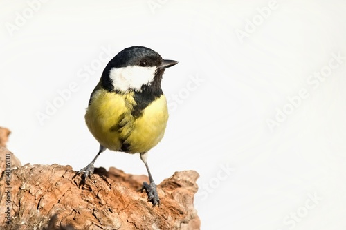 Parus major, Blue tit . Wildlife titmouse sitting on a twig. Europe, country Slovakia.