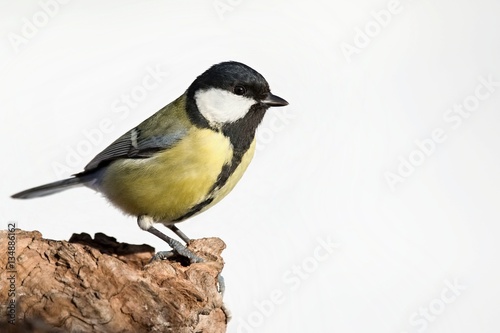Parus major, Blue tit . Wildlife titmouse sitting on a twig. Europe, country Slovakia.