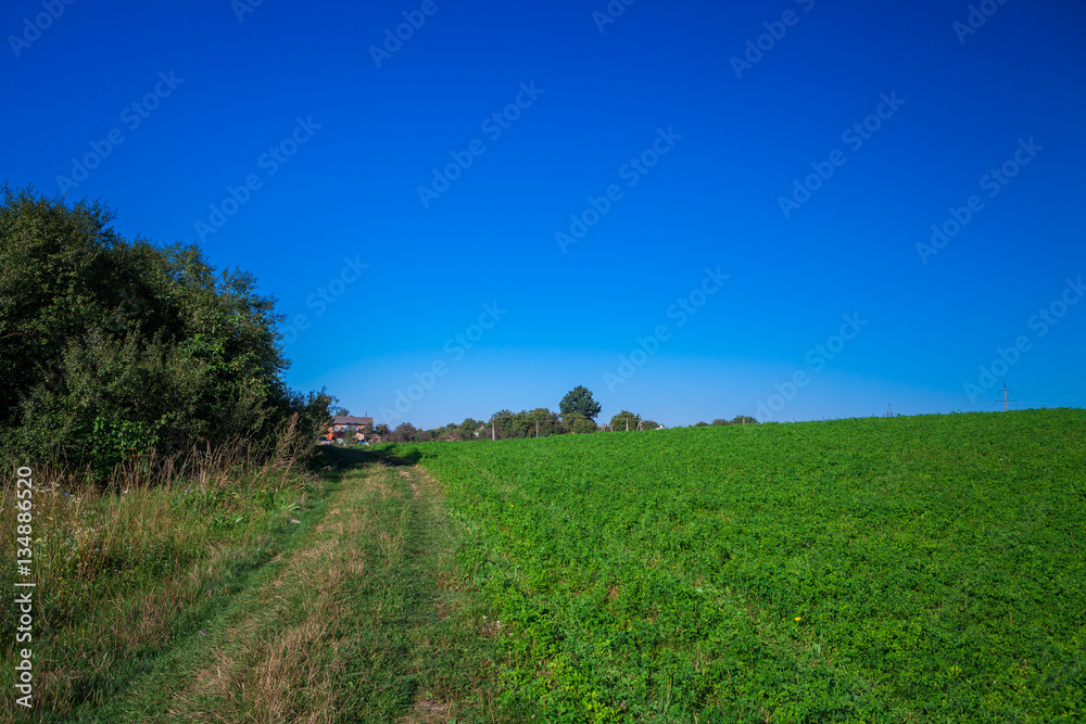 Green Field and Beautiful Sunset Green Field and Beautiful Sunset