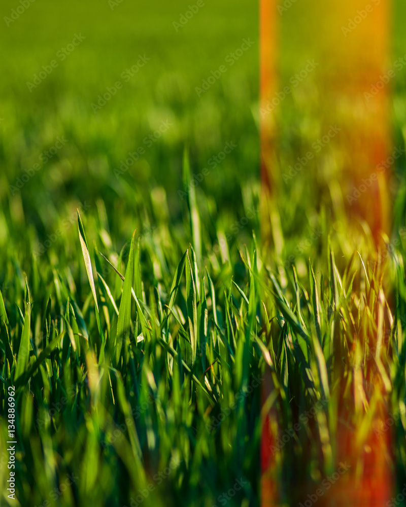 green grass green grass