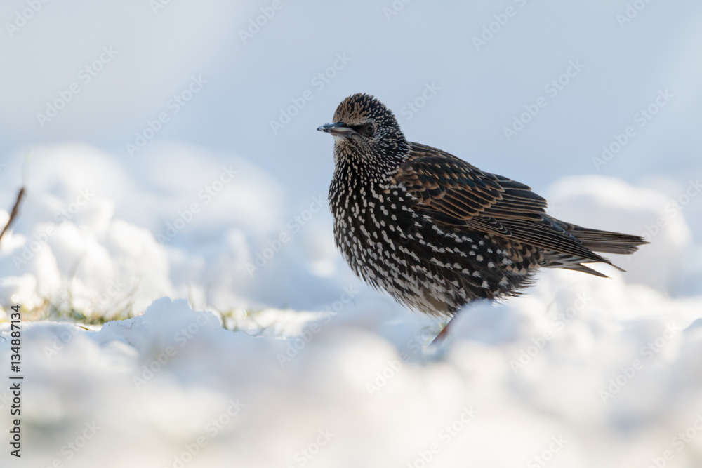 starling starling
