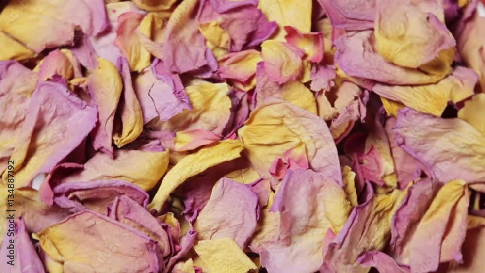 petals of different color roses background. video rotation petals of different color roses background. video rotation