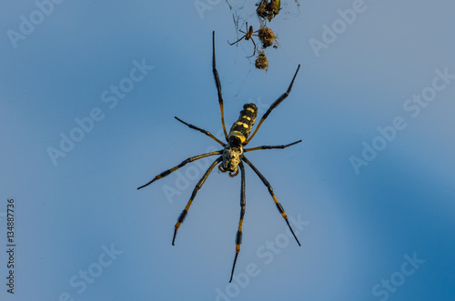 Golden Orb Spider With Male