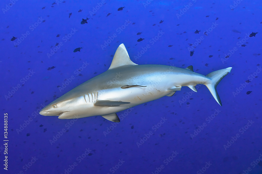 Naklejka premium Grey reef shark