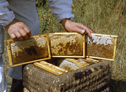 Imker bei der Arbeit am Bienenstock photo