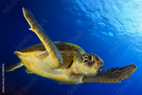 Flying green turtle