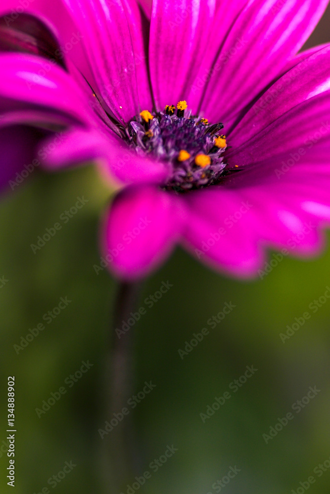 Osteospermum macro close up