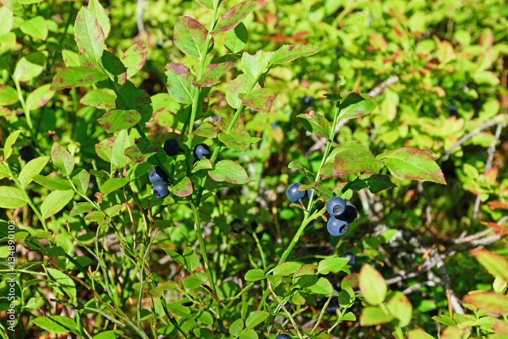 Naklejka premium A large Bush of ripe bilberry close up under sunlight