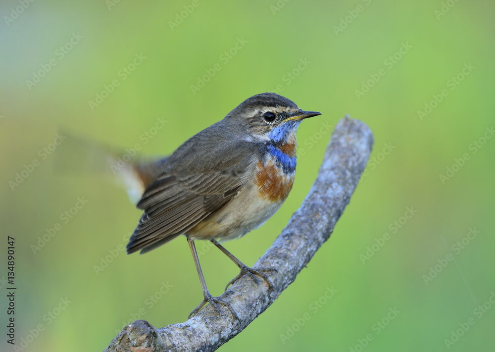 Chubby brown bird with blue and orange mark on neck lonely stand Chubby brown bird with blue and orange mark on neck lonely stand