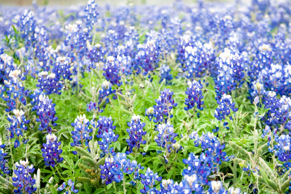 A field of bluebonnets, the Texas state flower, in soft focus creates a pleasant rustic background scene.