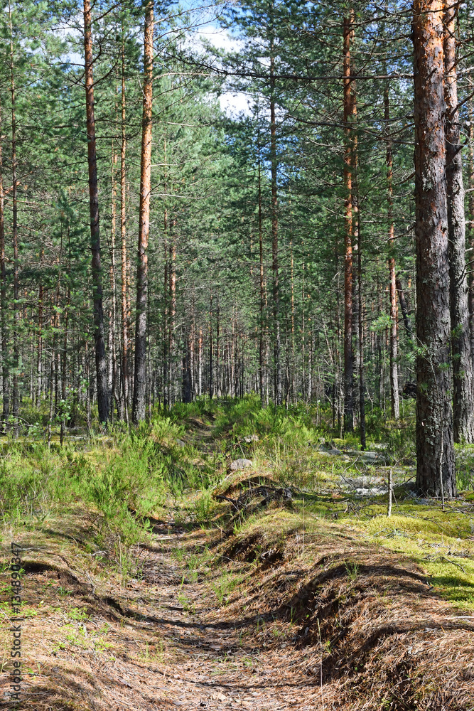 Fototapeta premium Fire overgrown ditch in a pine forest on a Sunny day