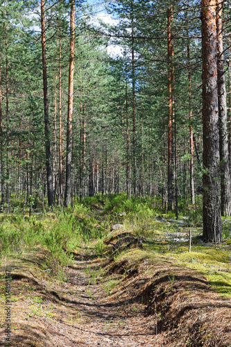 Fototapeta Naklejka Na Ścianę i Meble -  Fire overgrown ditch in a pine forest on a Sunny day