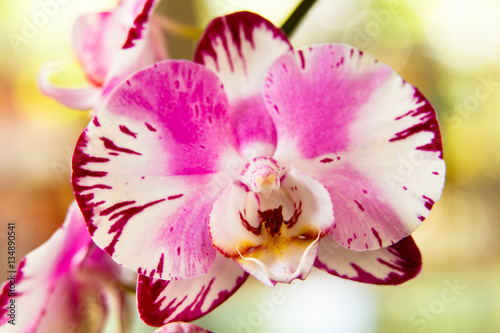 Fototapeta Naklejka Na Ścianę i Meble -  Pretty orchid flower