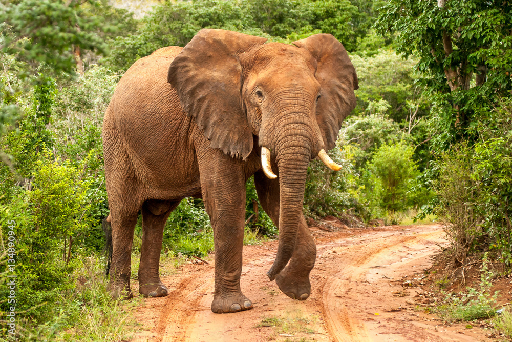 African Elephant