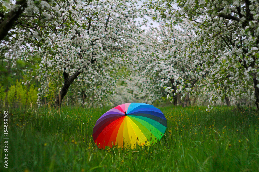 Colorful umbrella lying on green grass on the background of flowering trees in springtime