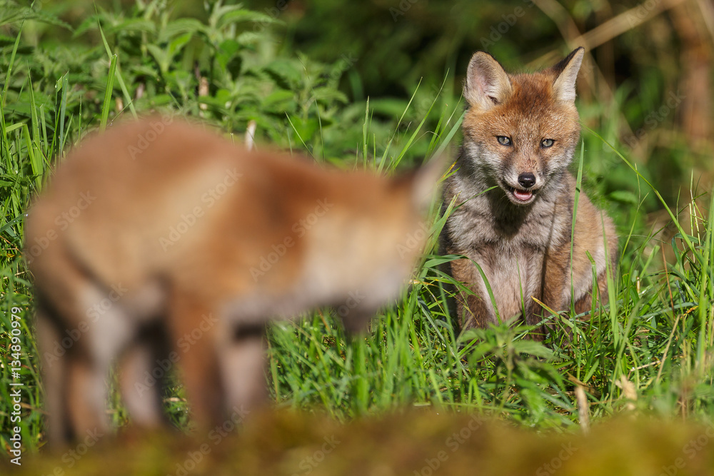 Fox cub watching sibling