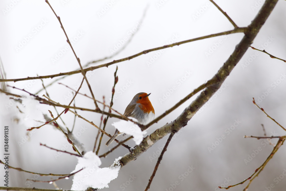 Robin sitting on branch with head held high Robin sitting on branch with head held high
