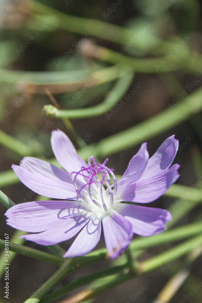 A lone purple Texas skeleton plant flower growing in the wild. A lone purple Texas skeleton plant flower growing in the wild.