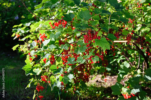 Branch of red currants in the bright rays of the sun