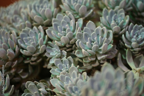 Flora Botanic Garden in Moscow.