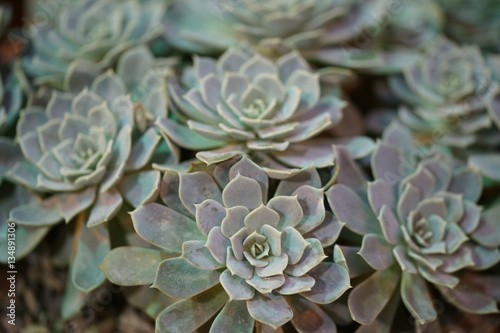 Flora Botanic Garden in Moscow.