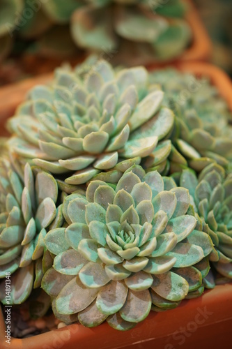 Flora Botanic Garden in Moscow.