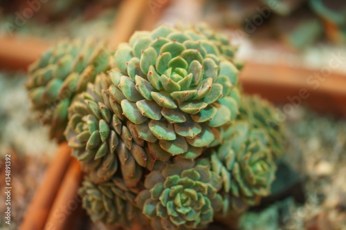 Flora Botanic Garden in Moscow.