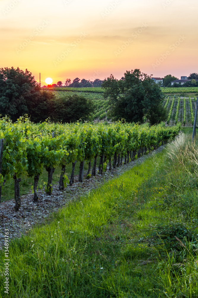 Naklejka premium Grape vines at sunset in Brittany, France