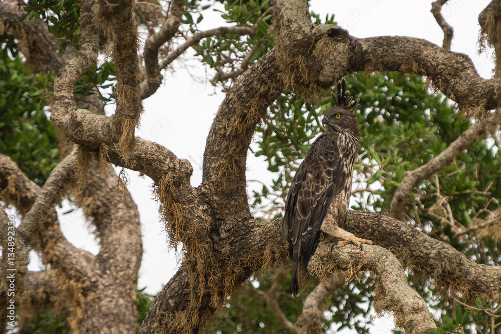 Crested Serpent eagle sitting on tree against blue sky, Yala Nat Crested Serpent eagle sitting on tree against blue sky, Yala Nat