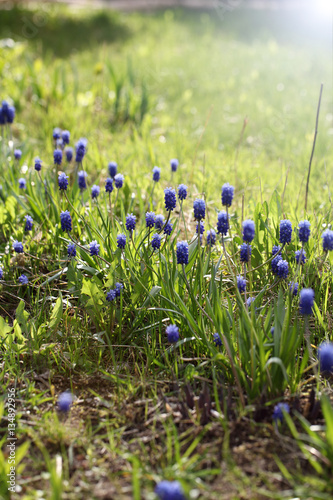 Hyacinth purple blooms outdoors in spring sunny day. On a green