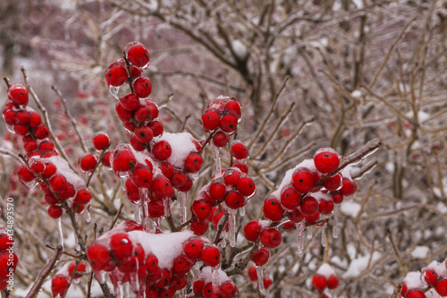 Принти на полотні bright red berries  covered with ice, icicles and snow brighten up garden after