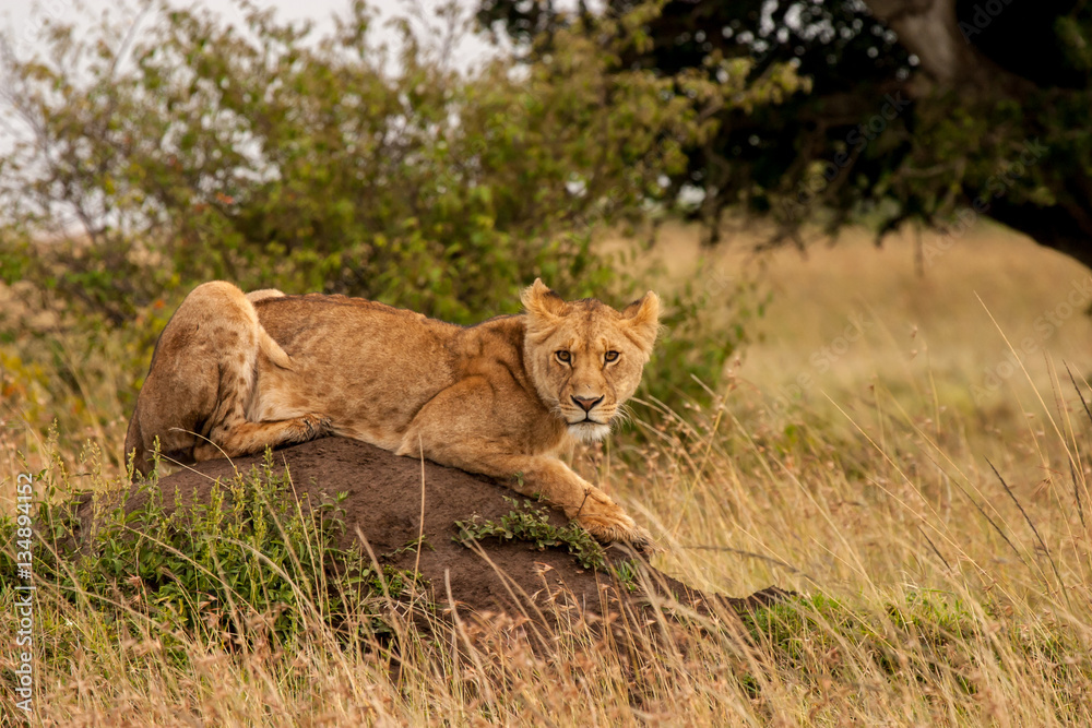African Lion Resting African Lion Resting