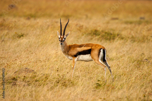Impala Masai Mara Kenya Africa