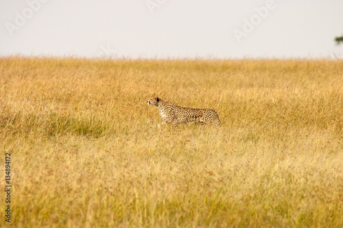 Cheetah  © Philip