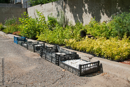 Preparation of seedlings and decorative gravel for the laying of flower beds