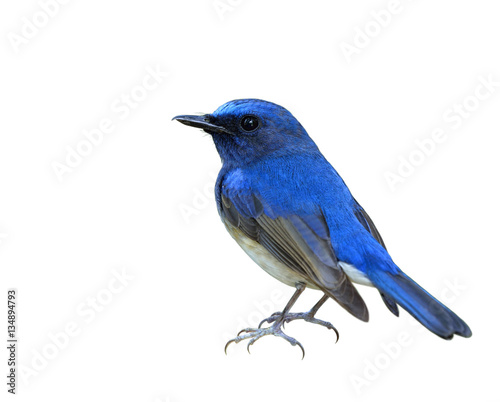 Hainan blue flycatcher (Cyornis hainanus) beautiful bird fully d