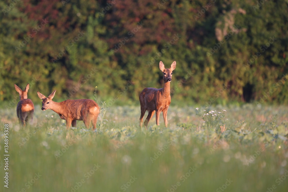 Capreolus capreolus, Roe Deers walking on the agricultural field. Wildlife animals. Europe, Slovakia. Capreolus capreolus, Roe Deers walking on the agricultural field. Wildlife animals. Europe, Slovakia.