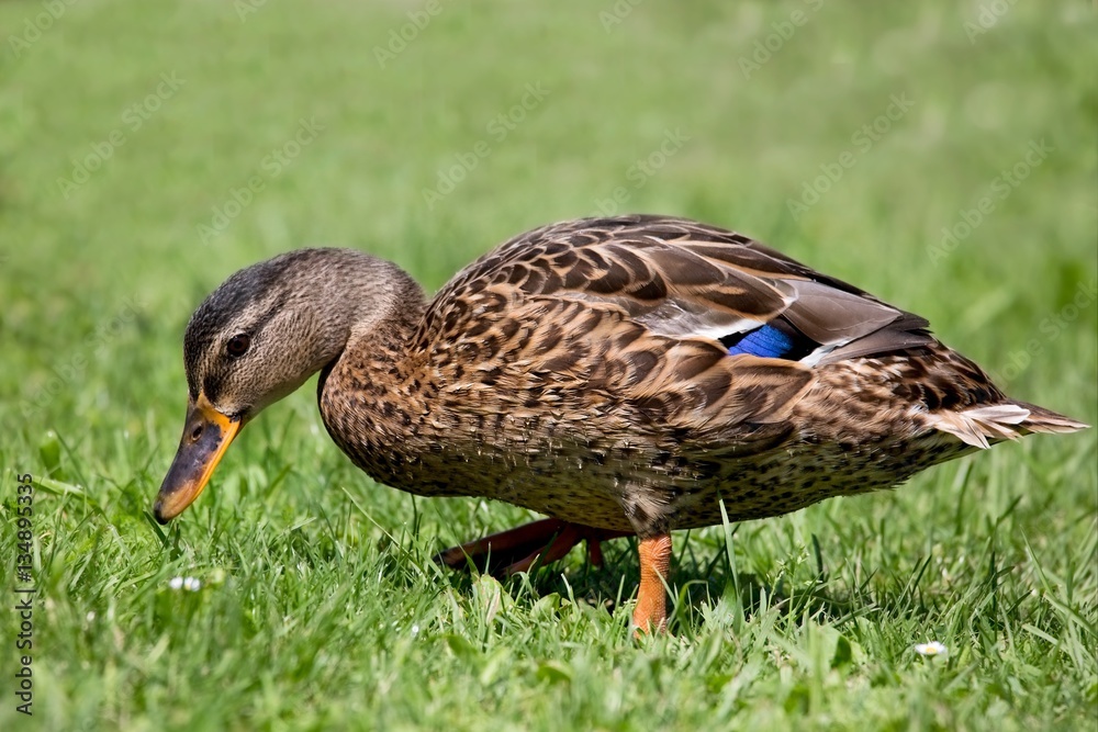 Beautiful Wild duck walking on the mowed lawn. Beautiful Wild duck walking on the mowed lawn.