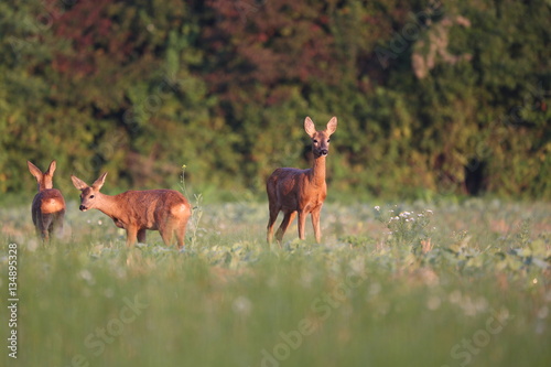 Capreolus capreolus   Roe Deers walking on the agricultural field. Wildlife animals. Europe  Slovakia.