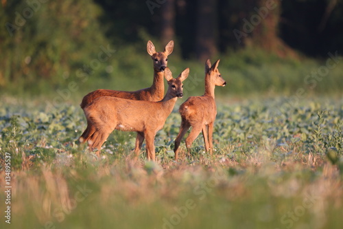Capreolus capreolus, Roe Deers walking on the agricultural field. Wildlife animals. Europe, Slovakia.