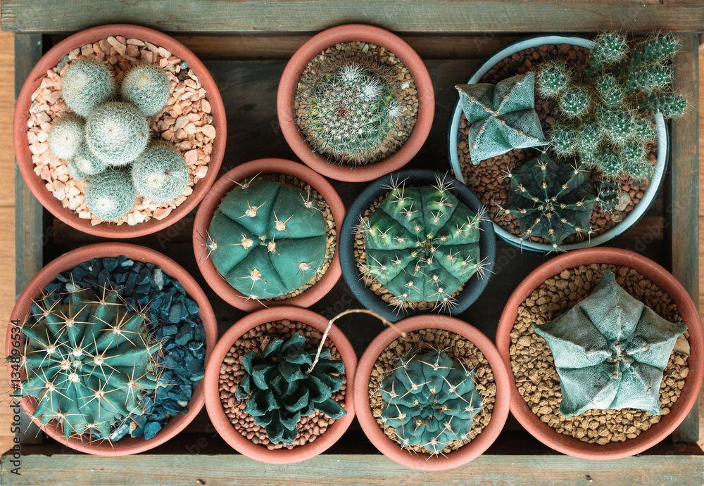 baby cactus baby cactus