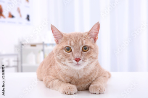 Cute tabby cat on table in vet clinic