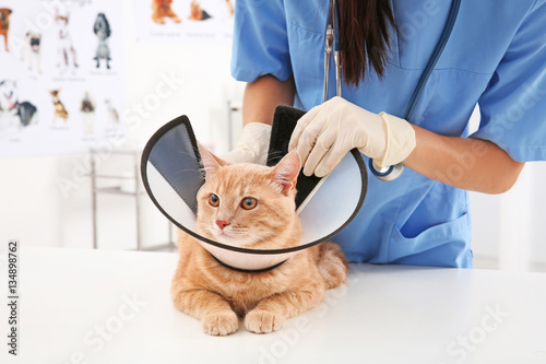 Veterinarian putting cone o...