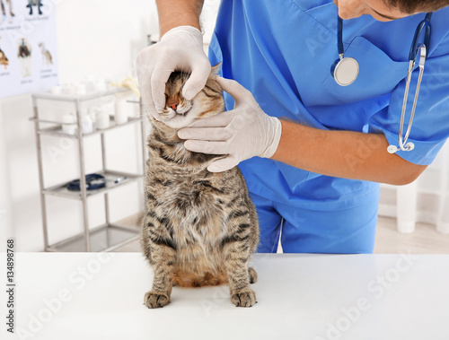 Veterinarian examining cat ...