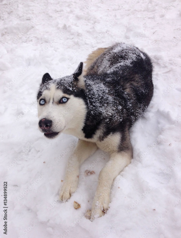 Image of Siberian husky playing in snow